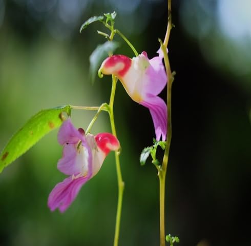 Rosa Papageien-Balsaminen-Samen – Alte Sorte, gentechnikfrei, hohe Keimfähigkeit, Bio-Gartensamen zum Pflanzen