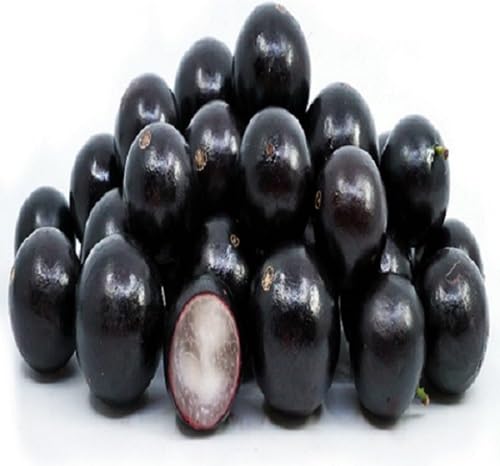 Black Jabuticaba Seeds – Heirloom, Non-GMO, High Germination Organic Garden Seeds