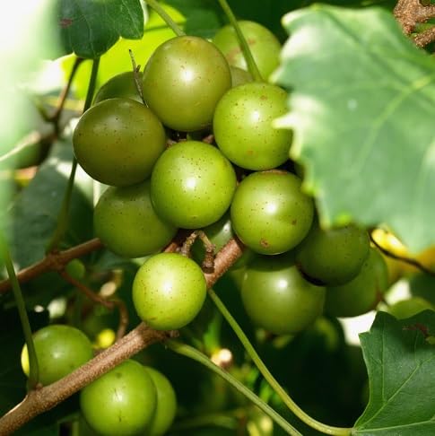 Muscadine Seeds – Heirloom, Non-GMO, High Germination Organic Garden Seeds