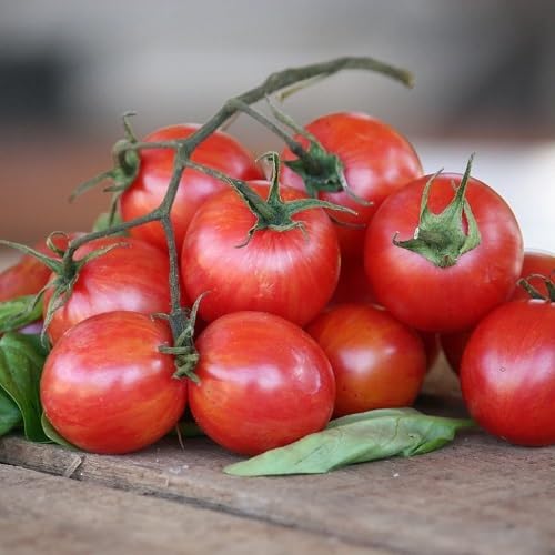Tomato Pink Seeds – Heirloom, Non-GMO, High Germination Organic Garden Seeds Planting