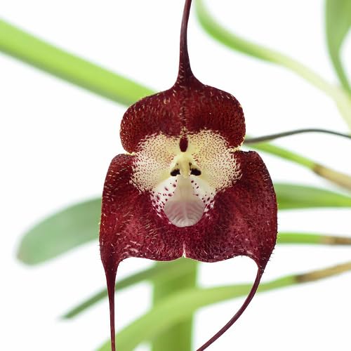 Maroon Monkey Face Flower Seeds – Heirloom, Non-GMO, High Germination Seeds