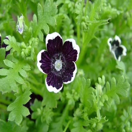 Black White Nemophila Flower Seeds – Heirloom Non-GMO Organic Garden