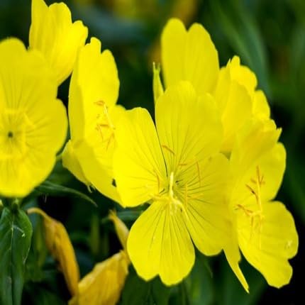 yellow candelabra flower seeds