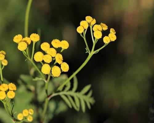 Yellow Immortelle Flower Seeds – Heirloom Non-GMO High Germination Organic Garden Seeds