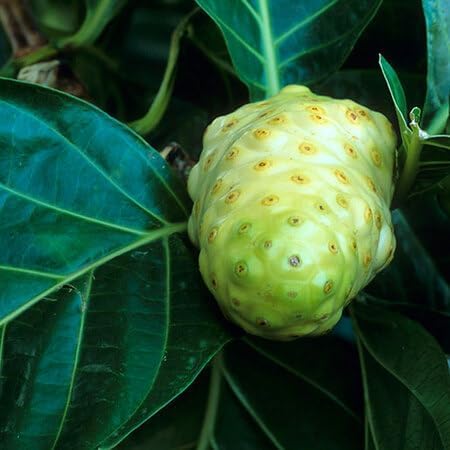 Noni Seeds – Heirloom, Non-GMO, High Germination Organic Garden Seeds
