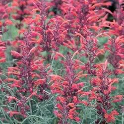 Pink Agastache Flower Seeds for Planting – Heirloom, Non-GMO, High Germination Organic Garden Seeds
