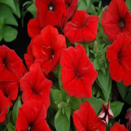 Rote Petunien-Blumensamen, alte Sorte, gentechnikfrei, hohe Keimfähigkeit, Bio-Gartensamen
