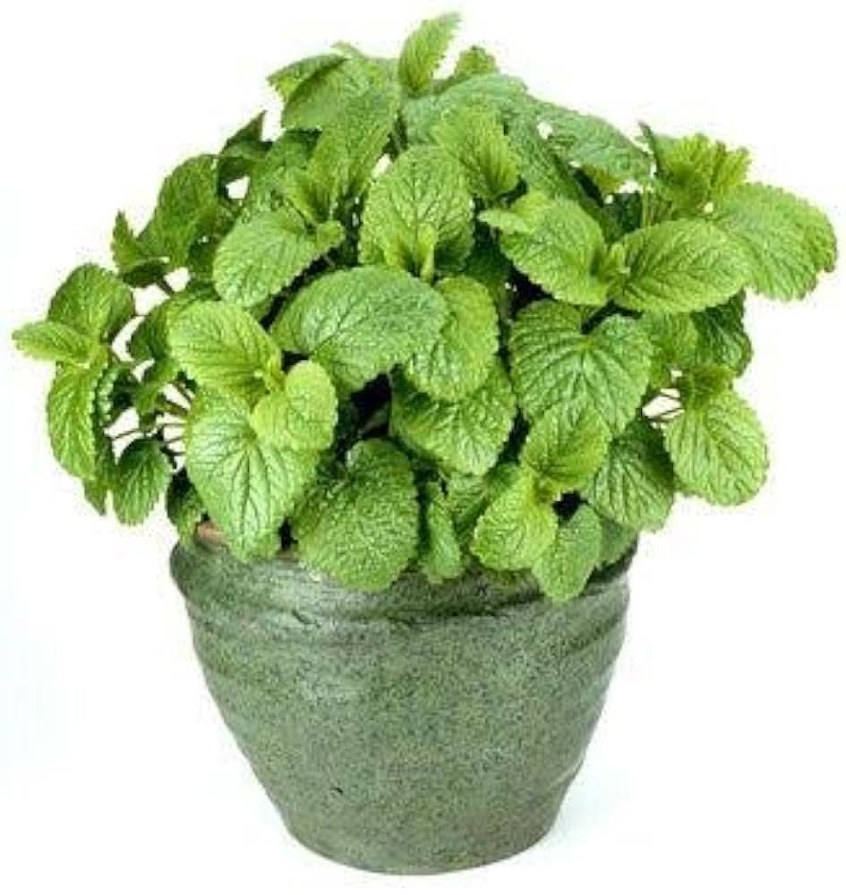 Bonsai Mint herb seeds