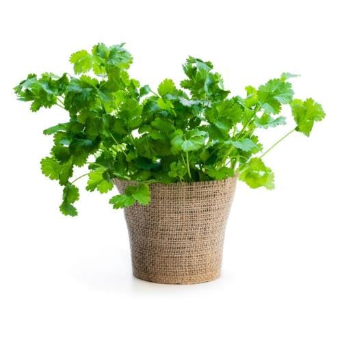 Green Cilantro Plant Seeds Heirloom Non-GMO High Germination Organic Garden Seeds for Planting