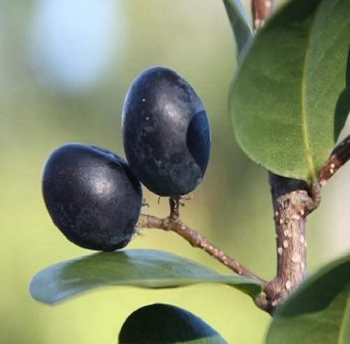 Icaco Seeds – Heirloom, Non-GMO, High Germination Organic Garden Seeds