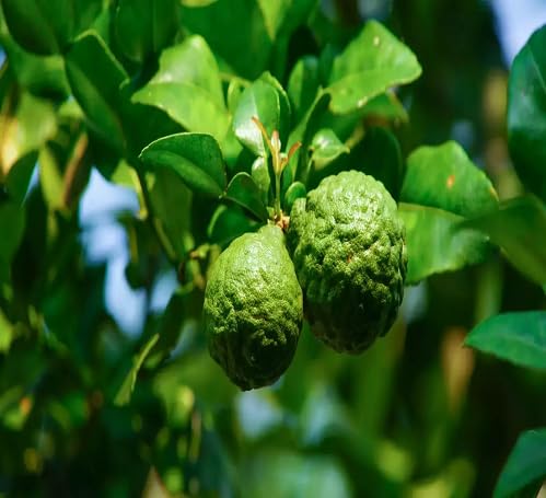 Green Bergamot Seeds Heirloom Non-GMO High Germination Organic Garden Seeds for Planting