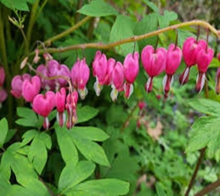 dicentra spectabilis flower seeds