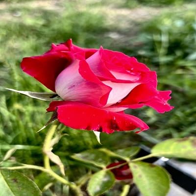 Osirias Rose Flower Seeds for Planting – Heirloom Non-GMO High Germination Organic Garden Seeds