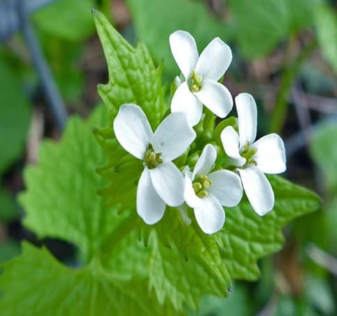 Semillas de flores Petiolata – Semillas de jardín orgánicas, reliquia, no modificadas genéticamente, de alta germinación para plantar
