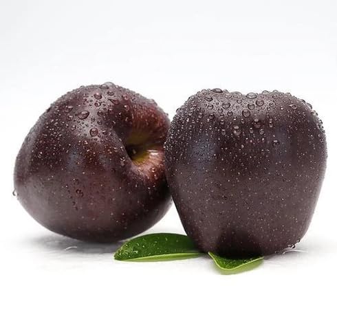Black Apple Seeds – Heirloom, Non-GMO, High Germination Organic Garden Seeds