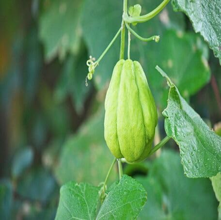 Green Chayote Vegetables Seeds – Heirloom, Non-GMO, High Germination Organic Garden Seeds Planting