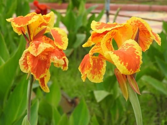 Yellow Canna Flower Seeds – Heirloom, Non-GMO, High Germination Organic Garden Seeds