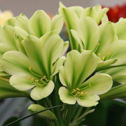 green clivia flower seeds