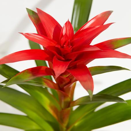 Semillas de flor de bromelia roja, reliquia, sin OMG, alta germinación, semillas de jardín orgánicas para plantar