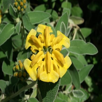 Phlomis Flower Seeds for Planting – Heirloom, Non-GMO, High Germination Organic Garden Seeds