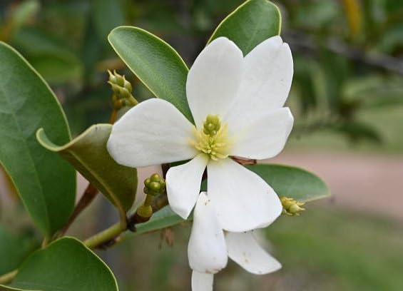 White Michelia Seeds for Planting Heirloom Non-GMO High Germination Organic Garden Seeds