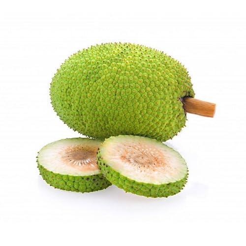 Breadfruit Seeds – Heirloom, Non-GMO, High Germination Organic Garden Seeds