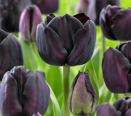 Tulip Flower Seeds – Heirloom, Non-GMO, High Germination Organic Garden Seeds for Planting