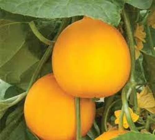 Cucumber Yellow Seeds – Heirloom, Non-GMO, High Germination Organic Garden Seeds Planting