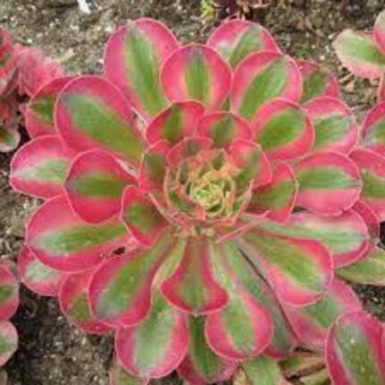 pink aeonium flower seeds
