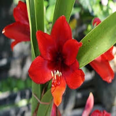 amaryllis flower flower seeds
