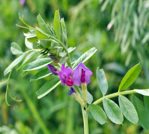 Purple Vetch Flower Seeds Heirloom Non-GMO High Germination Organic Garden Seeds for Planting