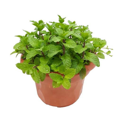 Organic Mint Plant Seeds Heirloom Non-GMO High Germination Organic Garden Seeds for Planting