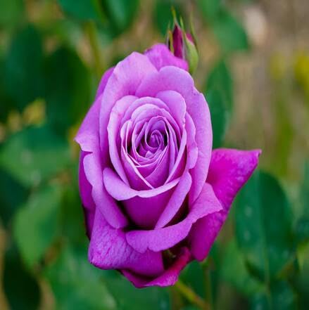 Purple Rose Flower Seeds for Planting – Heirloom Non-GMO High Germination Organic Garden Seeds