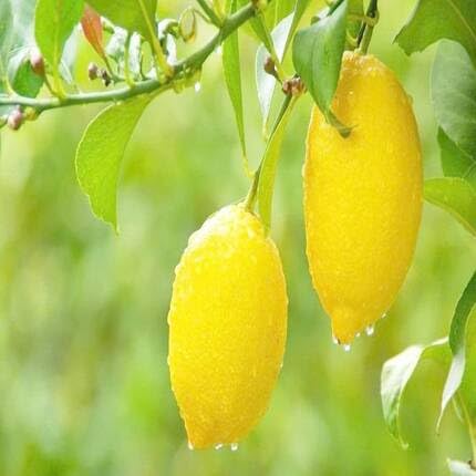 Lemon Seeds Yellow – Heirloom, Non-GMO, High Germination Organic Garden Seeds