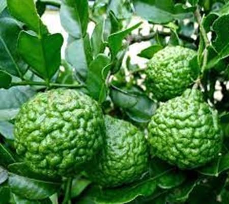 Kaffir Lime Seeds – Heirloom, Non-GMO, High Germination Organic Garden Seeds