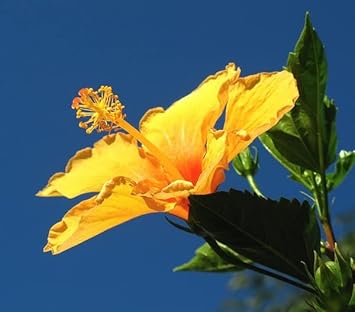 hibiscusrosasinensisflowerheirloomnongmo flower seeds