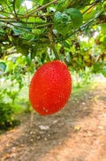 Gac Fruit Seeds – Heirloom Non-GMO High Germination Organic Garden Seeds for Planting Exotic Nutritious Tropical Variety