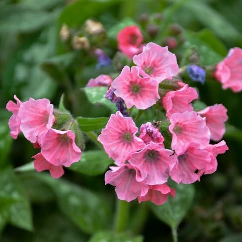 Pulmonaria Flower Seeds – Heirloom, Non-GMO, High Germination Organic Garden Seeds for Planting