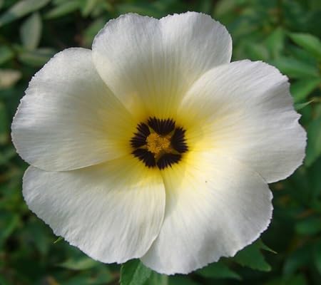 Subulata Flower Seeds for Planting – Heirloom, Non-GMO, High Germination Organic Garden Seeds