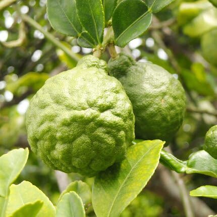 Bergamot Seeds Heirloom Non-GMO High Germination Organic Garden Seeds for Planting