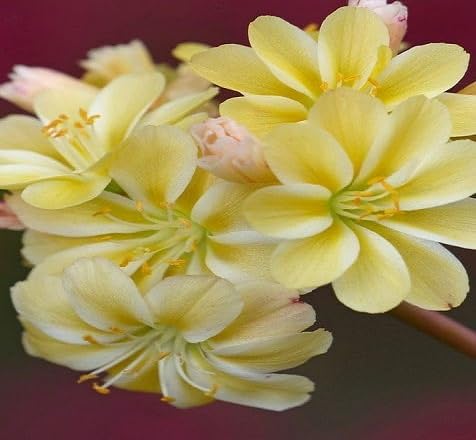 Yellow Lewisia Flower Seeds – Heirloom Non-GMO High Germination Organic Garden Seeds