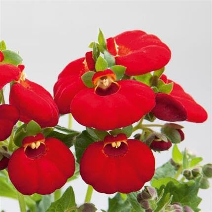 Calceolaria Flower Seeds Red – Heirloom, Non-GMO, High Germination Organic Garden Seeds for Planting
