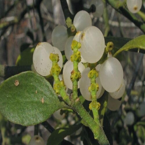 White Mistletoe Seeds Heirloom Non-GMO High Germination Organic Garden Seeds