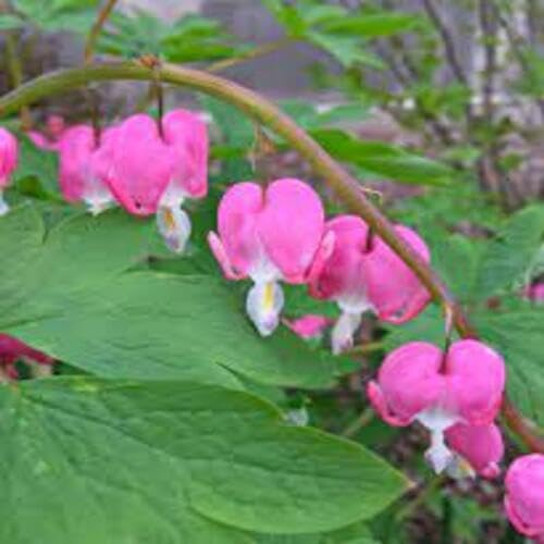 pink bleeding flower seeds
