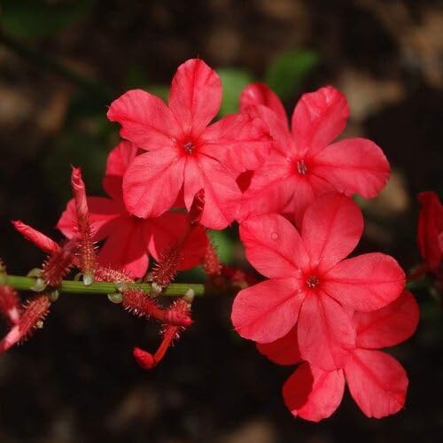 Red Plumbago Flower Seeds – Heirloom, Non-GMO, High Germination Organic Garden Seeds for Planting Seeds for Planting