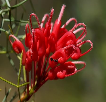 red grevillea flower seeds