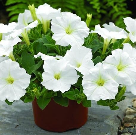 White Petunia Flower Seeds – Heirloom, Non-GMO, High Germination Organic Garden Seeds for Planting, Seeds for Planting
