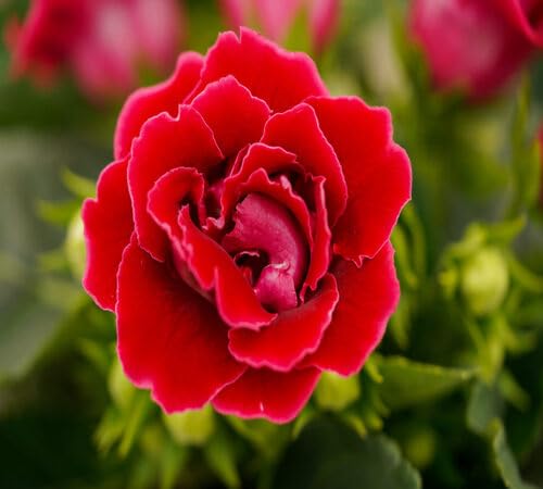 Red Gloxinia Flower Seeds – Heirloom Non-GMO High Germination Organic Garden Seeds for Planting