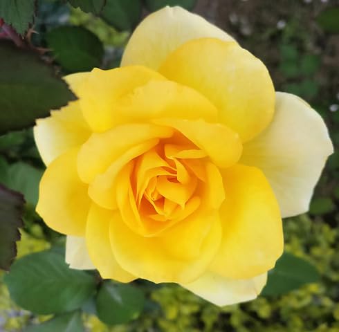 Yellow Rosa Xanthina Flower Seeds for Planting | Heirloom Non-GMO Organic