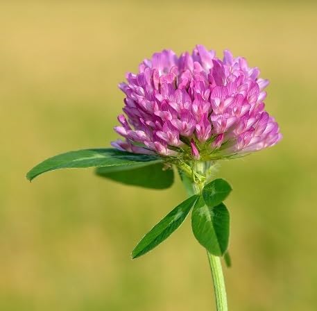 Trifolium Flower Seeds – Heirloom, Non-GMO, High Germination Organic Seeds